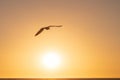 A seagull silhouetted against the setting sun
