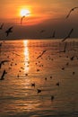 Sunset with Seagull Silhouetted