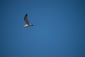 Seagull silhouetted against a vivid blue sky, soaring in the air with grace and freedom