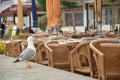 Seagull