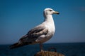 Seagull. Royalty Free Stock Photo