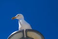 Seagull. Royalty Free Stock Photo