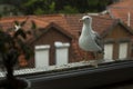 A seagull sits on the balcony in front of the window. Royalty Free Stock Photo