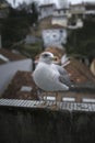 A seagull sits on the balcony railing. Royalty Free Stock Photo
