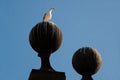 seagull sits on a ball against a sky