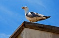 A seagull sits on a boat Royalty Free Stock Photo
