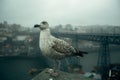 Seagull sits in front of the Dom Luis I Bridge in foggy overcast weather, Porto, Portugal.