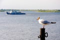 A seagull sits on a metal pole against the background of the embankment and the passing ship. Foreground Royalty Free Stock Photo