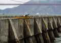 Concrete Sea Wall in San Francisco Bay, Sea Gull in Nest Royalty Free Stock Photo