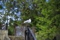 Seagull sits on openwork railing