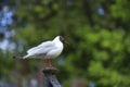 Seagull sits on openwork railing