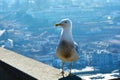 seagull sits on the parapet on the embankment