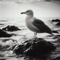 Seagull sits perched on a rock at shoreline Royalty Free Stock Photo