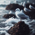 Seagull sits perched on a rock at shoreline Royalty Free Stock Photo