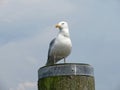 A seagull sits on a pole and looks around Royalty Free Stock Photo