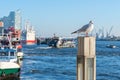 Seagull sits on a pole in the port of Hamburg Royalty Free Stock Photo