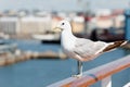 Seagull sits on railing. Royalty Free Stock Photo