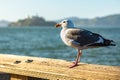 Seagull Sits On Railing With Alcatraz In The Distance Royalty Free Stock Photo