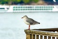 A seagull sits on a railing on the banks of the Rhine in Cologne Royalty Free Stock Photo