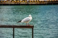 Seagull on the railing on the beach Royalty Free Stock Photo