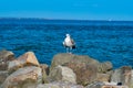 Seagull sits on rocks against background of sea