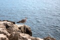 The seagull sits on rocks against the blue ocean. Portugal. Royalty Free Stock Photo