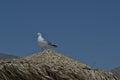 A seagull sits on top of a straw beach umbrella. Royalty Free Stock Photo