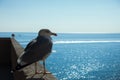 Closeup seagull sits on top in sunny day with sea background