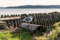 Lonely seagull perched on a driftwood.