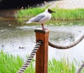 A seagull sits on a wooden pole on the embankment of the Trubezh River. Royalty Free Stock Photo