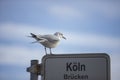 seagull sittin on a sign with the german words cologne bridges