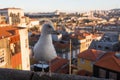 Seagull sitting on the background of the old town, Porto