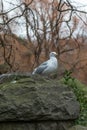 Seagull sitting on the big moss-covered stone, close up photography, St StephenÃ¢â¬â¢s Green Park, Dublin, Ireland Royalty Free Stock Photo