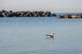 Seagull sitting on the blue sea. Birds Royalty Free Stock Photo