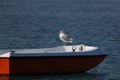 Seagull, sitting on a boat and swaying on the waves