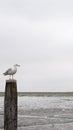 Seagull Royalty Free Stock Photo