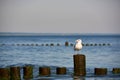 Seagull sitting on breakwater Royalty Free Stock Photo