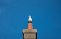 Seagull sitting on a chimney Royalty Free Stock Photo