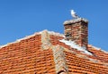 Seagull sitting on a chimney of building Royalty Free Stock Photo