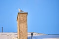 Seagull sitting on a chimney Royalty Free Stock Photo