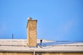 Seagull sitting on a chimney Royalty Free Stock Photo