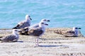 seagull sitting on a concrete pier on the sea Royalty Free Stock Photo