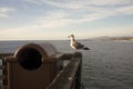 Seagull Sitting on Corner of Pier Railing Royalty Free Stock Photo