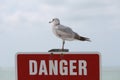 Seagull sitting on a Danger sign Royalty Free Stock Photo