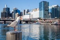Seagull Sitting by Darling Harbour in Sydney