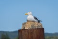 Seagull sitting on dock pole