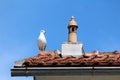 Seagull sitting on edge of roof tile next to baroque style chimney overlooking surroundings with clear blue sky in back Royalty Free Stock Photo