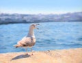 Seagull sitting on the embankment near Galata Bridge, Istanbul .