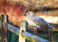 Seagull sitting on fence