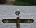 Seagull on fence post looking over pennington flash country park, photo taken in the UK mid summer Royalty Free Stock Photo